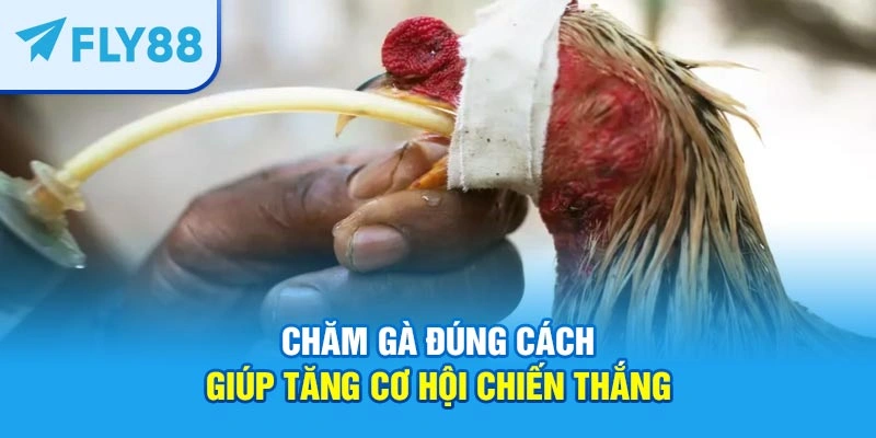 Chăm gà đúng cách giúp tăng cơ hội chiến thắng