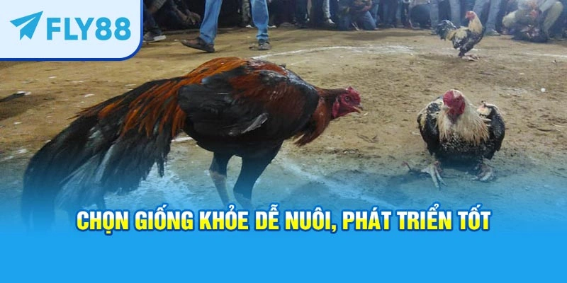 Chọn giống khỏe dễ nuôi, phát triển tốt