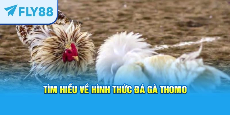 Tìm hiểu về hình thức đá gà Thomo
